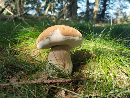 Schöner Fichtensteinpilz; Foto Simon 9.8.25