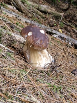 Fichtensteinpilz unter Kiefer; Foto Stephan 18.10.25 Fichtensteinpilz unter Kiefer; Foto Stephan 18.10.25