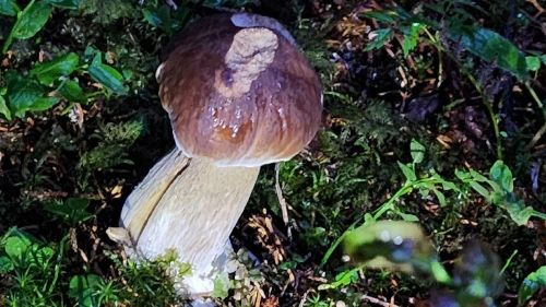 Steinpilz mit aufgerissenem Stiel; Foto Florian 28.8.26 Steinpilz mit aufgerissenem Stiel; Foto Florian 28.8.26