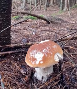 Steinpilz im Fichtenwald; Foto Thomas 23.10.25 Steinpilz im Fichtenwald; Foto Thomas 23.10.25