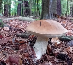 Der Älteste; Foto Thomas 26.9.25 Der Älteste; Foto Thomas 26.9.25