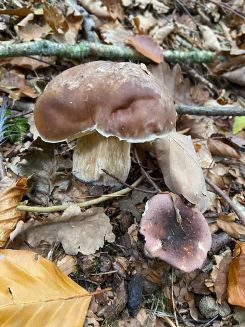 Steinpilz und Frauentäubling; Foto Tobias 19.10.25 Steinpilz und Frauentäubling; Foto Tobias 19.10.25