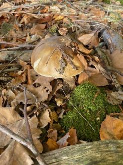 Steinpilz; Foto Tobias 29.10.25 Steinpilz; Foto Tobias 29.10.25