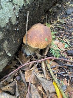 Steinpilz, etwas beengter wachsend; Foto Tobias 5.10.25 Steinpilz, etwas beengter wachsend; Foto Tobias 5.10.25