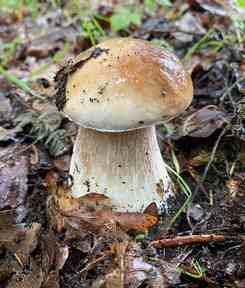 Steinpilz Uwe 7.8.23 Steinpilz Uwe 7.8.23