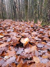 Schöner junger Steinpilz; Foto Verena 16.11.25