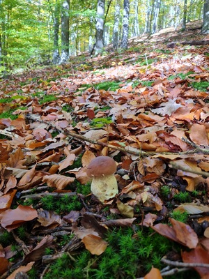 Ein junger Steinpilz im Wohlfühlwald, dem Wienerwald; Foto Michael H. 4.11.23