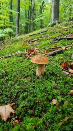 Steinpilz mit Ausblick in den Wienerwald; Foto Michael H. 5.10.24