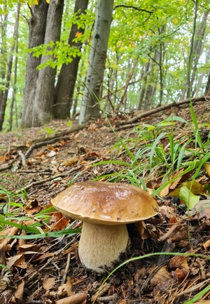 Steinpilz Wienerwald Michi 9.10.22