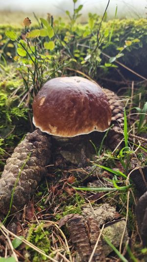 Ein Kraftprotz von Steinpilz; Foto Florian 11.10.25