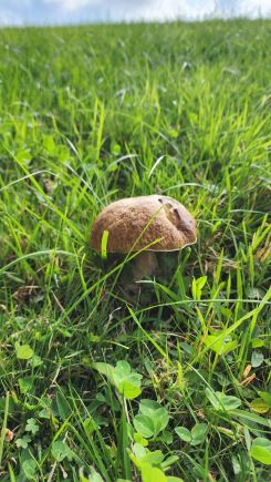 Steinpilz auf Wiese; Foto Florian 23.9.25
