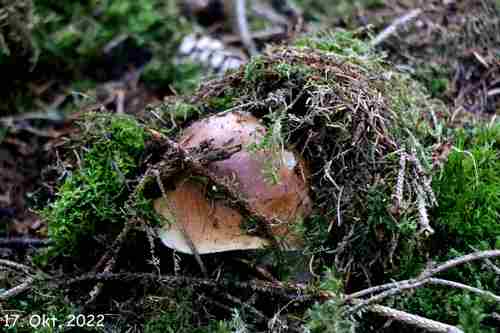 Steinpilz eingeschnürt Jürgen 17.10.22