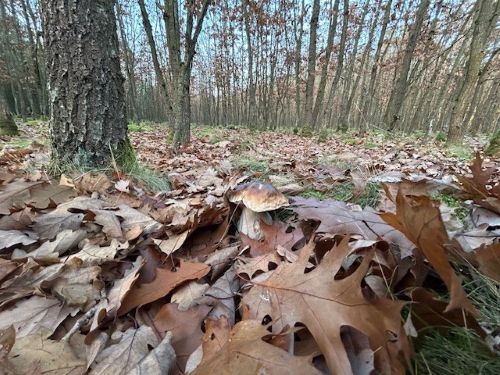 Steinpilz im tiefen Eichenlaub; Foto Chrischi 7.11.25 Steinpilz im tiefen Eichenlaub; Foto Chrischi 7.11.25