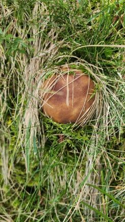 Gras zieht Kreise um Steinpilz; Foto Florian 1.9.26