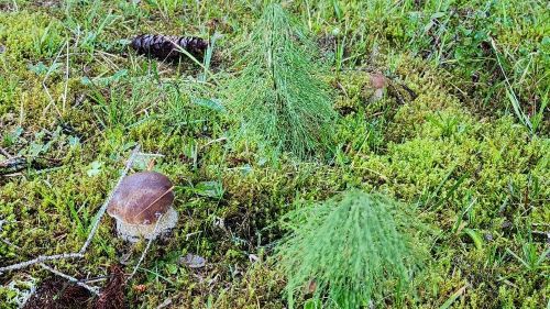 Junger Steinpilz und versteckter junger Steinpilz im Gras; Foto Florian 23.8.26 Junger Steinpilz und versteckter junger Steinpilz im Gras; Foto Florian 23.8.26