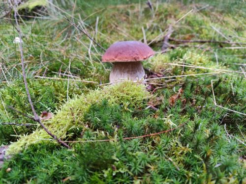 Herrlicher Steinpilz im Moos; Foto Michael 30.10.25 Herrlicher Steinpilz im Moos; Foto Michael 30.10.25
