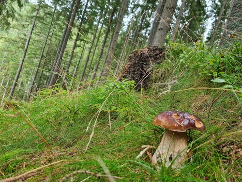 Steinpilz im Wienerwald; Foto Michael H. 4.10.23