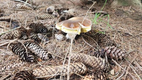 Steinpilz in Nadelstreu und Fichtenzapfen; Foto Florian 23.9.25