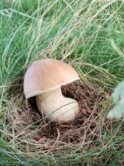 Steinpilz mit schiefer Knolle; Foto Simon 13.9.25