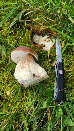 Steinpilz nach erfolgreicher Entwurzelungs-OP; Foto Florian 4.10.25