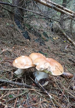 Steinpilzdrillinge; Foto Barbara 12.10.24