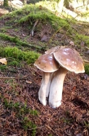 Steinpilizdrilling; Foto Oliver 10.11.25