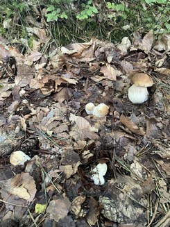 Steinpilze Armin 11.8.23