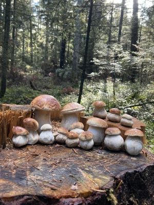 Alle Steinpilze auf Baumstumpf; Foto Heiko 22.10.26 Alle Steinpilze auf Baumstumpf; Foto Heiko 22.10.26