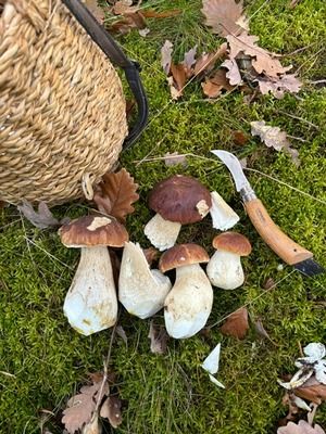 Steinpilze und Pilzkorb; Foto Chrischi 31.10.25 Steinpilze und Pilzkorb; Foto Chrischi 31.10.25