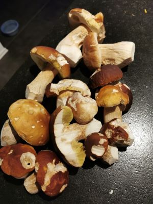 Steinpilzfund; Foto Corinna 4.10.24 Steinpilzfund; Foto Corinna 4.10.24