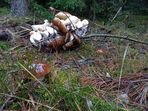 Steinpilze Drahtkorb Sebastian 1.10.22 Steinpilze Drahtkorb Sebastian 1.10.22