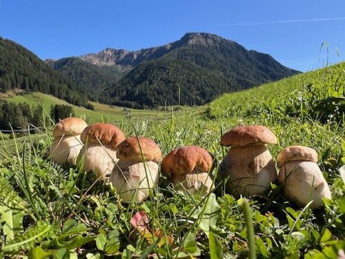 Fichtensteinpilze mit Bergausblick; Foto Heiko 6.9.25