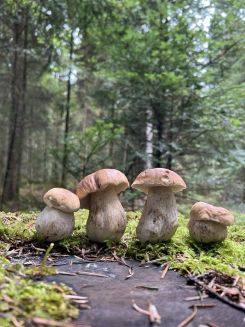 Steinpilze; Foto Heiko 9.9.26