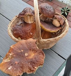 Steinpilze; Foto Helga 13.10.25 Steinpilze; Foto Helga 13.10.25