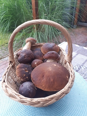 Steinpilzfund vom 6.10.23; Foto Helga 6.10.23 Steinpilzfund vom 6.10.23; Foto Helga 6.10.23