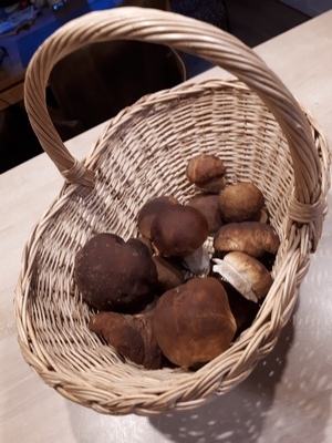 Steinpilzfund vom 9. Oktober; Foto Helga 9.10.23 Steinpilzfund vom 9. Oktober; Foto Helga 9.10.23