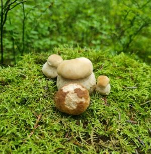 Steinpilze, auf Moos gebettet; Foto Jochen 3.8.25