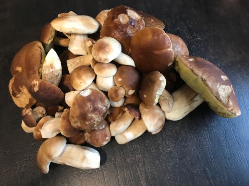 Steinpilzfund Morbach; Foto Jürgen 6.10.25 Steinpilzfund Morbach; Foto Jürgen 6.10.25