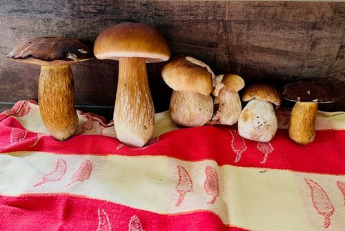 Steinpilze und Maronen; Foto Julius 19.10.25 Steinpilze und Maronen; Foto Julius 19.10.25