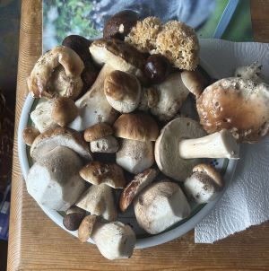 Schöne Steinpilze und Krause Glucke; Foto Armin 3.10.24 Schöne Steinpilze und Krause Glucke; Foto Armin 3.10.24