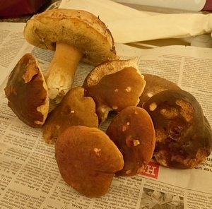 Steinpilze; Foto Klaus 14.11.23