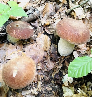 Steinpilze Klaus-Peter; 12.8.23 Steinpilze Klaus-Peter; 12.8.23