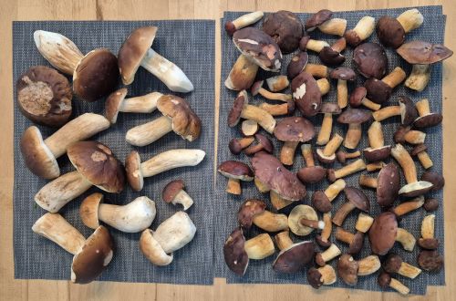 Tolle Steinpilze, tolle Maronenröhrlinge; Foto Tim 11.10.25 Tolle Steinpilze, tolle Maronenröhrlinge; Foto Tim 11.10.25