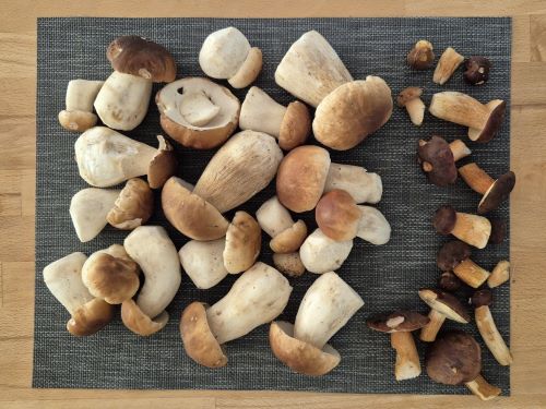 Schön gesäuberte Steinpilze u, Maronenröhrlinge; Foto Tim 19.9.25 Schön gesäuberte Steinpilze u, Maronenröhrlinge; Foto Tim 19.9.25