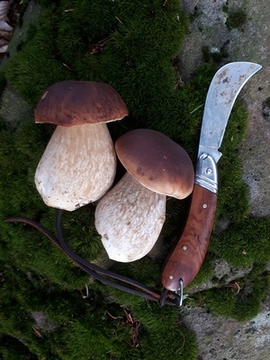 Steinpilze Messer Caroline 3.10.22 Steinpilze Messer Caroline 3.10.22