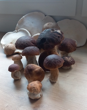 Die jungen knackigen Steinpilze sind wieder da! Foto © Michael S. 30.9.23 Die jungen knackigen Steinpilze sind wieder da! Foto © Michael S. 30.9.23