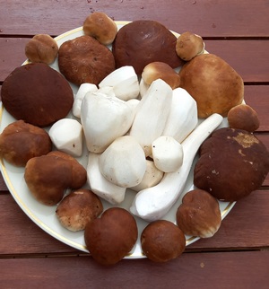 Steinpilze Michael 3.8.23 Steinpilze Michael 3.8.23