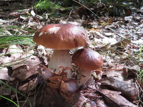 Steinpilze; Foto Michael 9.10.25 Steinpilze; Foto Michael 9.10.25