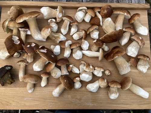 Steinpilze Patrick 10.10.22 Steinpilze Patrick 10.10.22