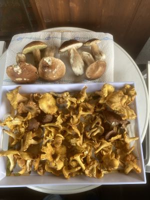 Steinpilze und Pfifferlinge; Foto Helmut 6.10.24 Steinpilze und Pfifferlinge; Foto Helmut 6.10.24